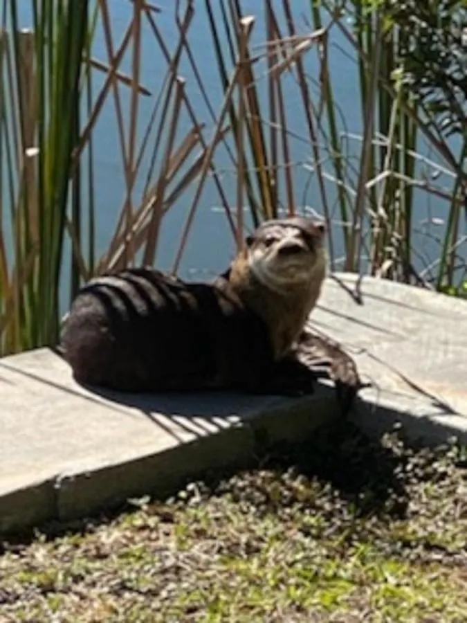 Wildlife Views & Fishing Villa Cape Coral
