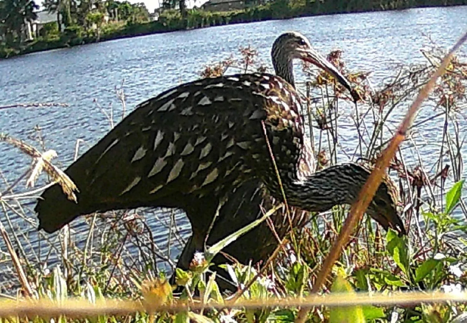 Wildlife Views & Fishing Cape Coral